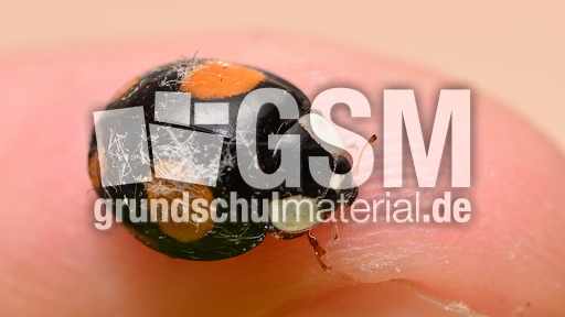 Asiatischer Marienkäfer (24).JPG